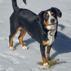 Entlebucher swiss mountain cattle dogs for sale in Colorado